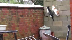 Dos gatos conquistaron las redes al hacer “parkour” impecablemente sincronizados (Video)