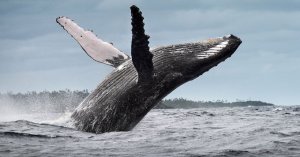 Residentes de Alaska se unieron para liberar a la ballena jorobada enredada en artes de pesca