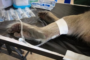 Casi 30 monos fueron sacrificados en el centro de investigación de la Nasa