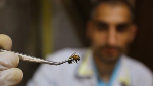 Médicos describen lo que sucede tras una picadura de abeja…directo en el ojo (FOTO)