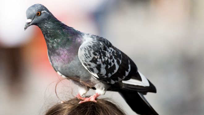Una paloma voló de EEUU a Australia y será sacrificada…  por “violar” las reglas de la cuarentena