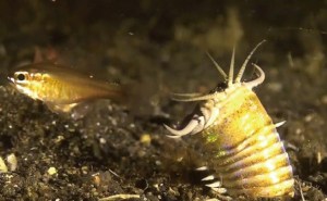Misterios marinos: Revelaron que gusanos depredadores gigantes habitaron el océano