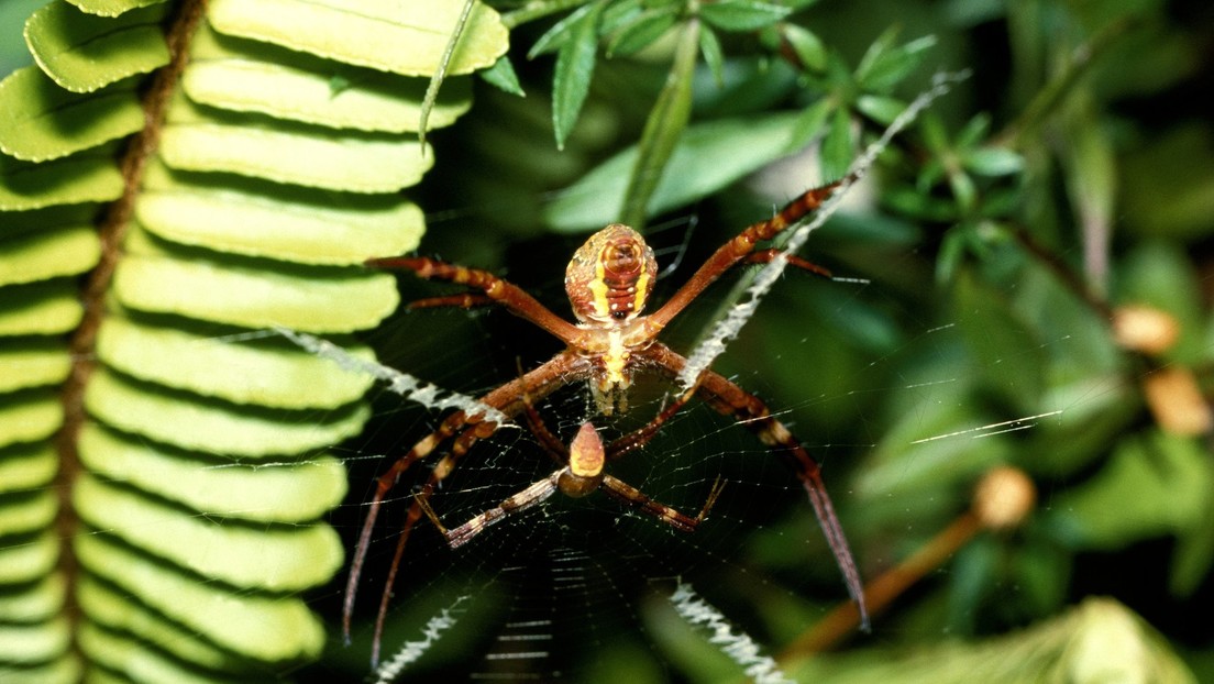 “¿Quieren venir a Australia?”: Bloguero compartió un video de la lucha a muerte entre dos arañas
