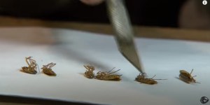 Esta teoría afirma que las cucarachas podrían sobrevivir a una guerra nuclear (VIDEO)