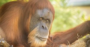 Zoológico de Oregón está de luto por la pérdida de Inji, el orangután más antiguo del mundo