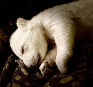 Zoológico de Detroit acogió a cachorros de oso polar por primera vez en casi 20 años