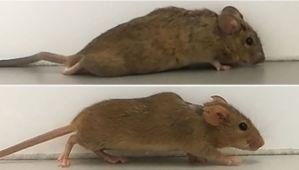 Científicos alemanes lograron que ratones con paraplejia volvieran a caminar