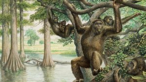 Estudio revela nuevas pistas sobre la evolución humana vinculada a los primates