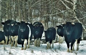 El extraño comportamiento de las vacas abandonadas en la zona de exclusión de Chernóbil