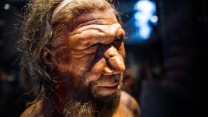 Legado genético de los Neandertales una clave crucial frente al Covid-19 (Estudio)