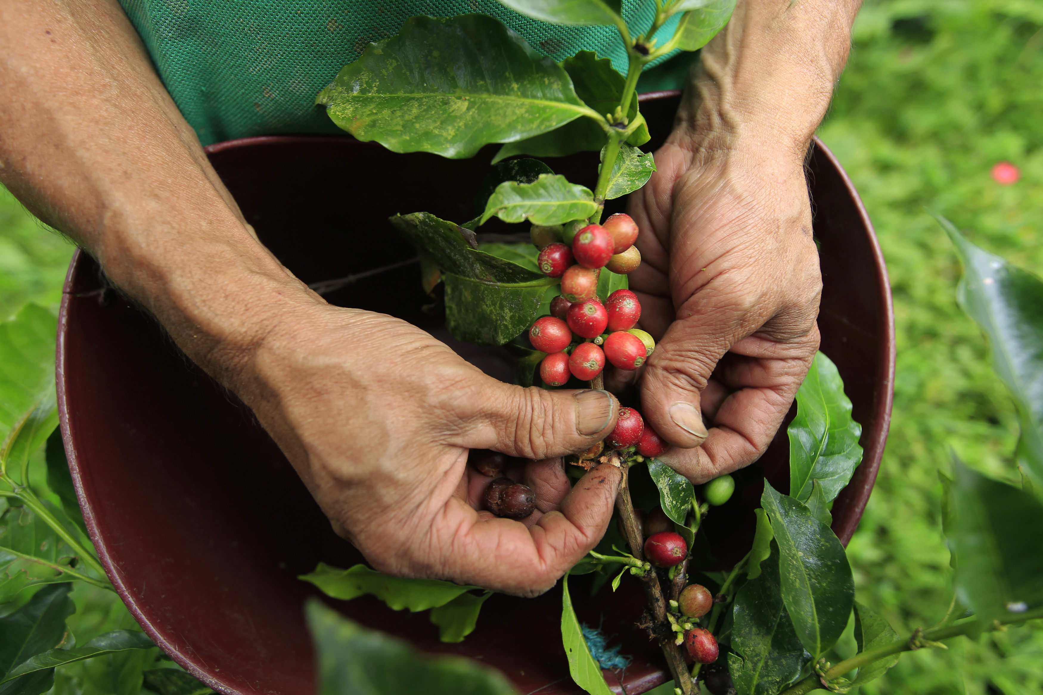 El café, un sobreviviente de la pandemia, es el consumo alternativo en los hogares