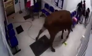 Una vaca ingresó a un hospital en Antioquia y dejó varios heridos (Video)