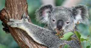 Australia incluyó a los koalas en la lista de animales en peligro de extinción