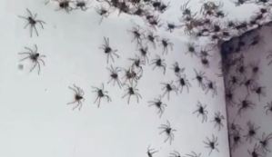 Los motivos de la increíble plaga de arañas que asola las casas de Sídney