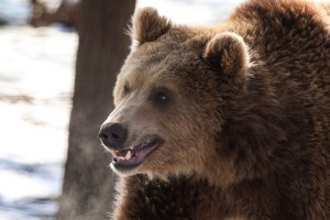 Guardia Costera de EEUU rescató a un esquiador mutilado por un oso en una montaña de Alaska