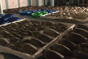 Más de dos mil 500 tortugas marinas fueron rescatadas de las gélidas aguas en Texas