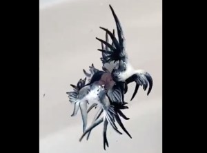¡IMPRESIONANTE! Graban el curioso ritual de apareamiento de los dragones marinos azules (VIDEO)