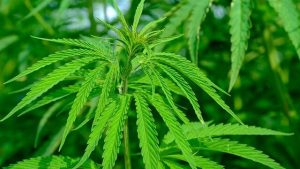 Incautan más de 9 toneladas de cannabis en Marruecos