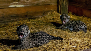 Nacen los primeros dos jaguares silvestres en 70 años en humedal argentino del Iberá