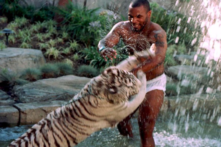 Tyson contó por qué compró a sus míticos tigres de Bengala y cómo los consiguió
