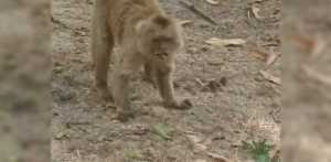 Inparques busca recapturar a monos que escaparon y pusieron de cabeza a Maracay