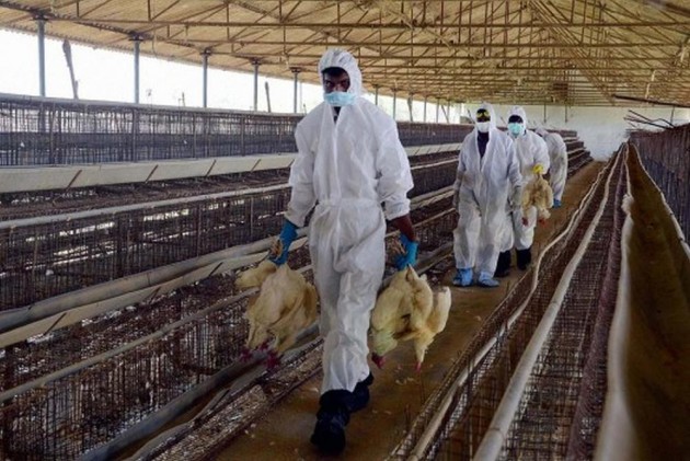 Rusia afirma que detectó primer caso de transmisión de la cepa H5n8 de gripe aviar en el ser humano