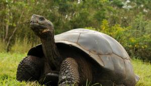Policía fue detenido por tráfico de crías de tortuga gigante de Galápagos