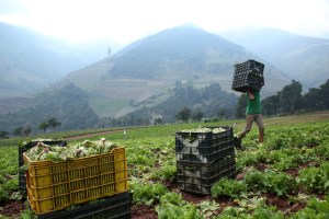 ¿Cómo la política contra la propiedad privada impactó la soberanía alimentaria en Venezuela?