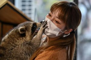¿Iguana o mapache? El auge de los “cafés con animales” exóticos en China