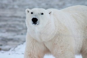 Los hielos se derriten y amenazan el hábitat de los osos polares
