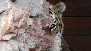 Murió una tigresa en peligro de extinción en EEUU por complicaciones tras una inseminación artificial