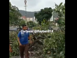 Cedió árbol en La Paz y por poco no aplasta a dos personas que transitaban en moto (VIDEO)