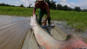 ¿Nuevas especies invasoras? Descubrieron temible depredador en un río de Florida