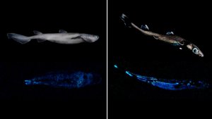 Hallaron una misteriosa especie de tiburones gigantes… ¡Que brillan en la oscuridad! (LA FOTO)