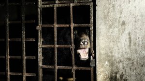 ¡Desgarrador! Osos estuvieron 17 años encerrados a oscuras en un sótano en Vietnam (Fotos)