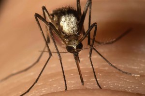 Descubrieron una nueva especie de mosquitos portadores de enfermedades en Florida