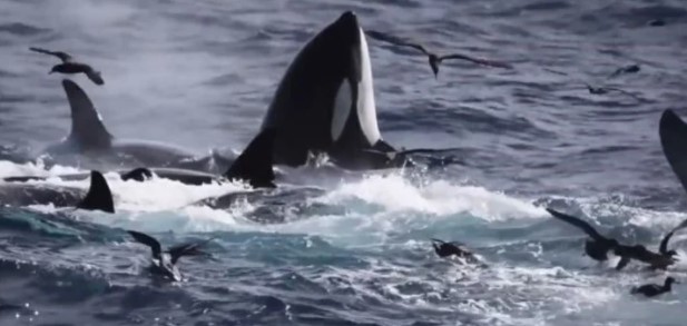 Impresionante VIDEO captado por un dron: orcas depredan a un tiburón blanco
