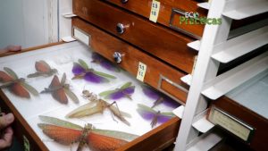 Venezuela tiene una de las cuatro colecciones de insectos más importantes del continente
