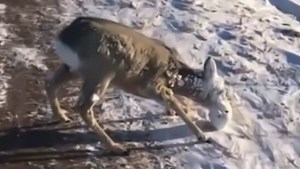 Salvaron la vida a un pobre animal cubierto de hielo que “pedía ayuda” (VIDEO)