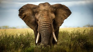El elefante de selva africano se encuentra en peligro de extinción por la destrucción de su hábitat