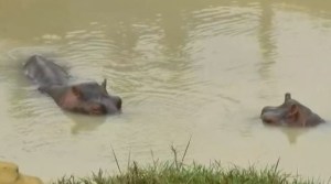 Llegaron dos nuevos hipopótamos a la Hacienda Nápoles de Pablo Escobar