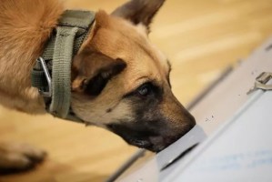 Polonia comenzará a utilizar perros para identificar pacientes con coronavirus