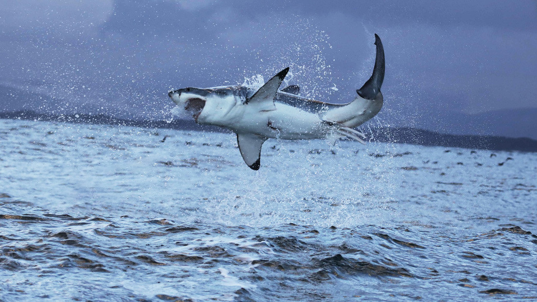 Dron grabó el momento en que un tiburón blanco atrapó a una raya en Australia (Video)