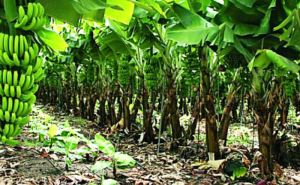 VIDEO: Hectáreas de siembra de plátano perdidas en Zulia