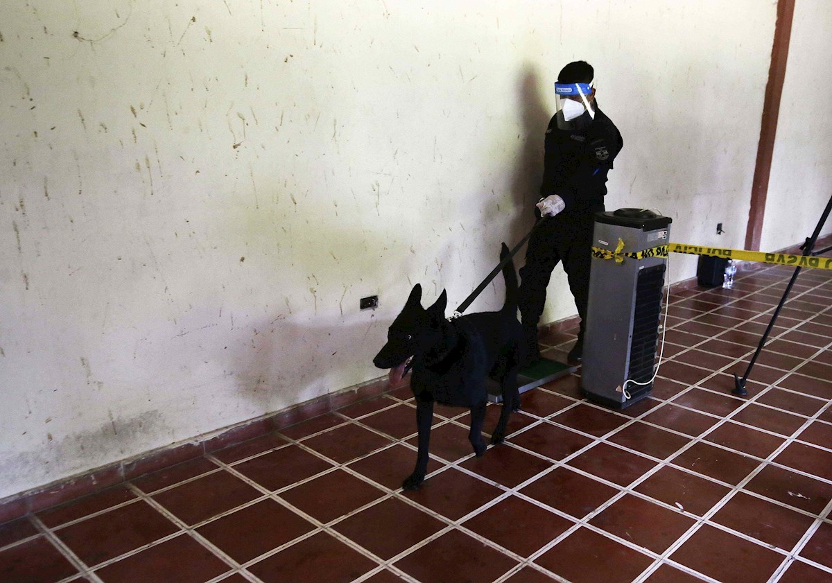 En El Salvador entrenan perros para detectar casos de coronavirus en pacientes