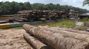Unión Europea, segunda responsable mundial de la deforestación importada tras China