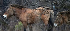 El caballo Przewalski, símbolo de la nueva vida en Chernóbil