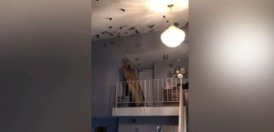 EN VIDEO: Una casa familiar fue invadida por más de 800 pájaros en California