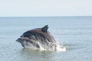 Estudio comprobó que los delfines guardan rencor