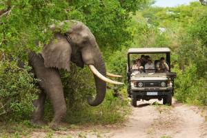 Un presunto cazador furtivo muere pisoteado por elefantes en Sudáfrica